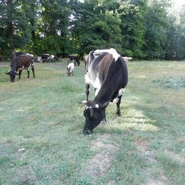 Sauvegarde de la « race bordelaise » !