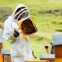 L’apiculture est un sport de combat