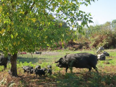 Elevage de cochons gascons