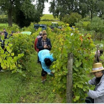 Clin d’œil sur : les vendanges touristiques ! Un concept en vogue dans la vigne.