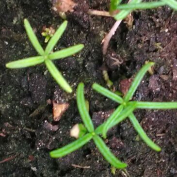 Le printemps est là ! Zoom sur le monde végétal